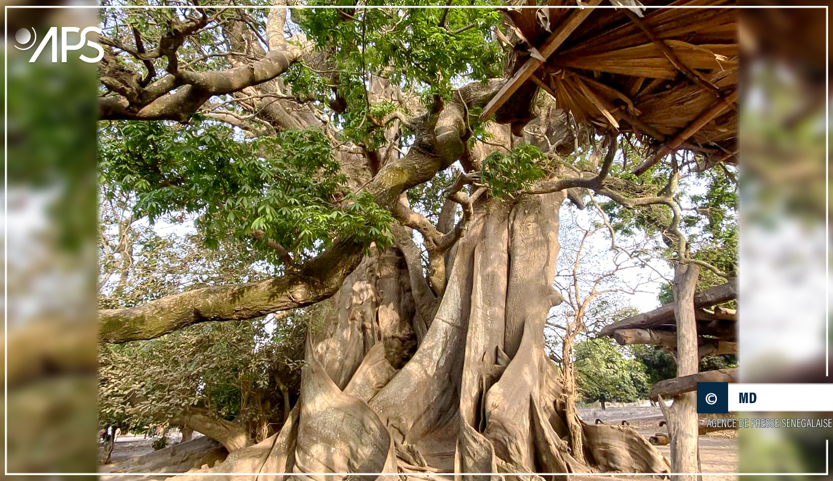 Le ”Banta Woro”, l’arbre ”protecteur” du village d’Abéné