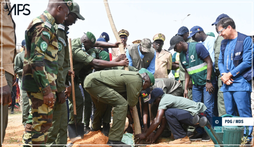 Ousmane Sonko planting a mango tree