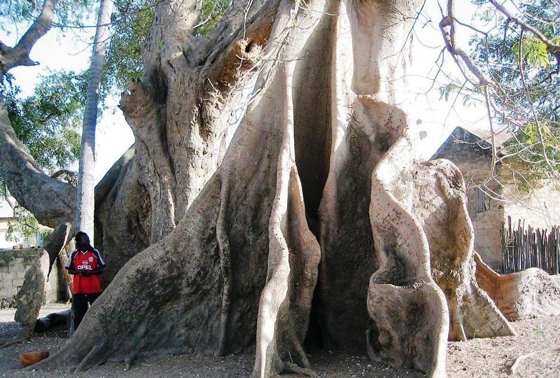 Dossier spécial sur les arbres sacrés du Sénégal