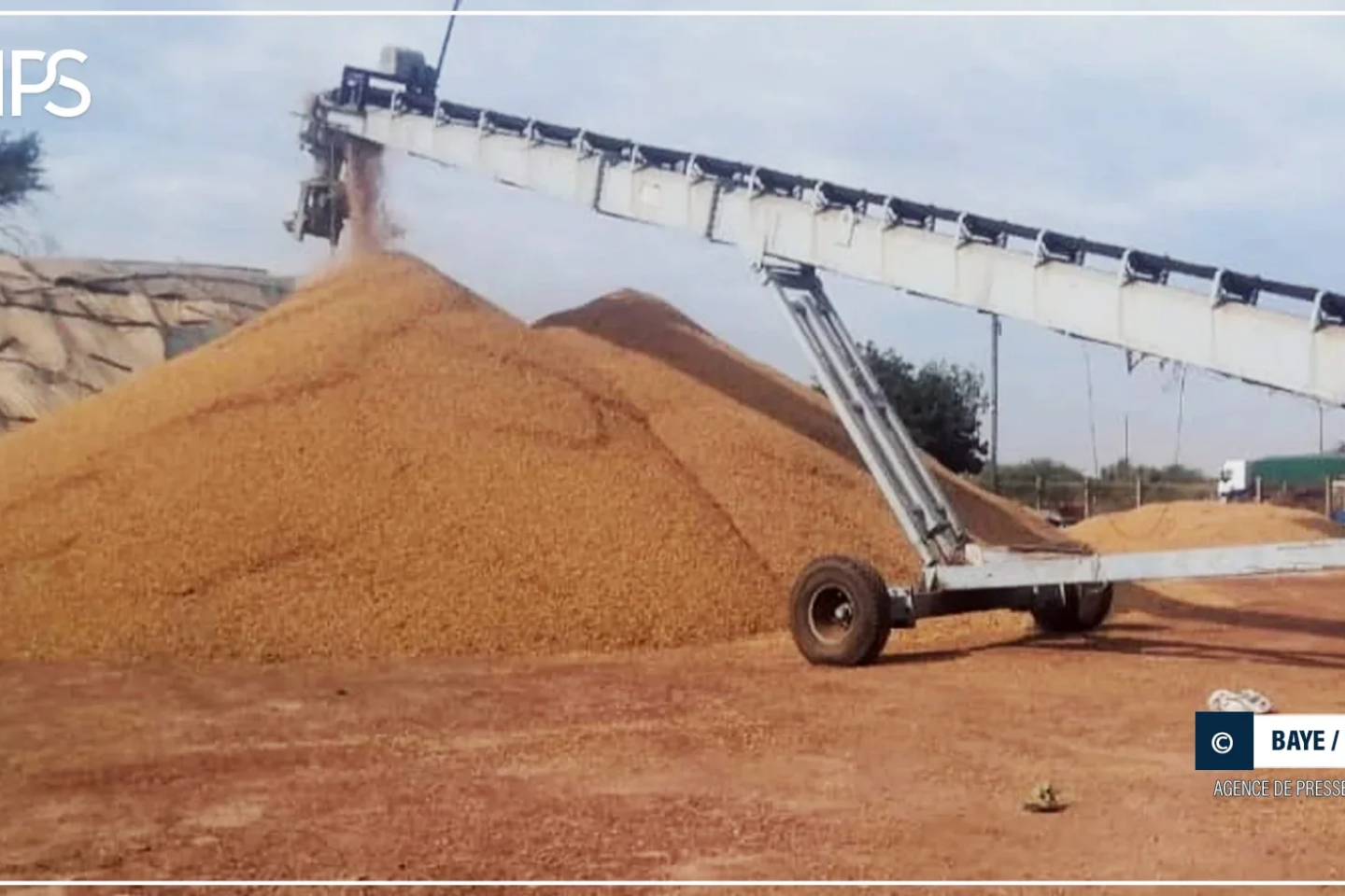 Kaolack : la campagne de commercialisation arachidière n’a pas répondu aux attentes des acteurs