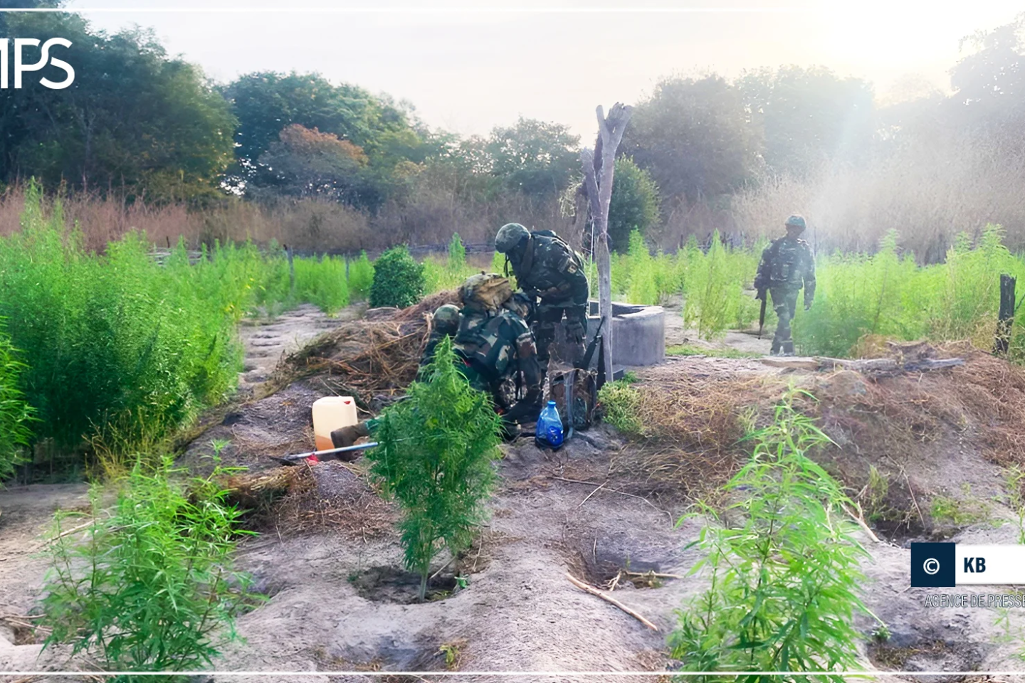 Kolda : l’Armée détruit plusieurs hectares de champs de chanvre indien (DIRPA)