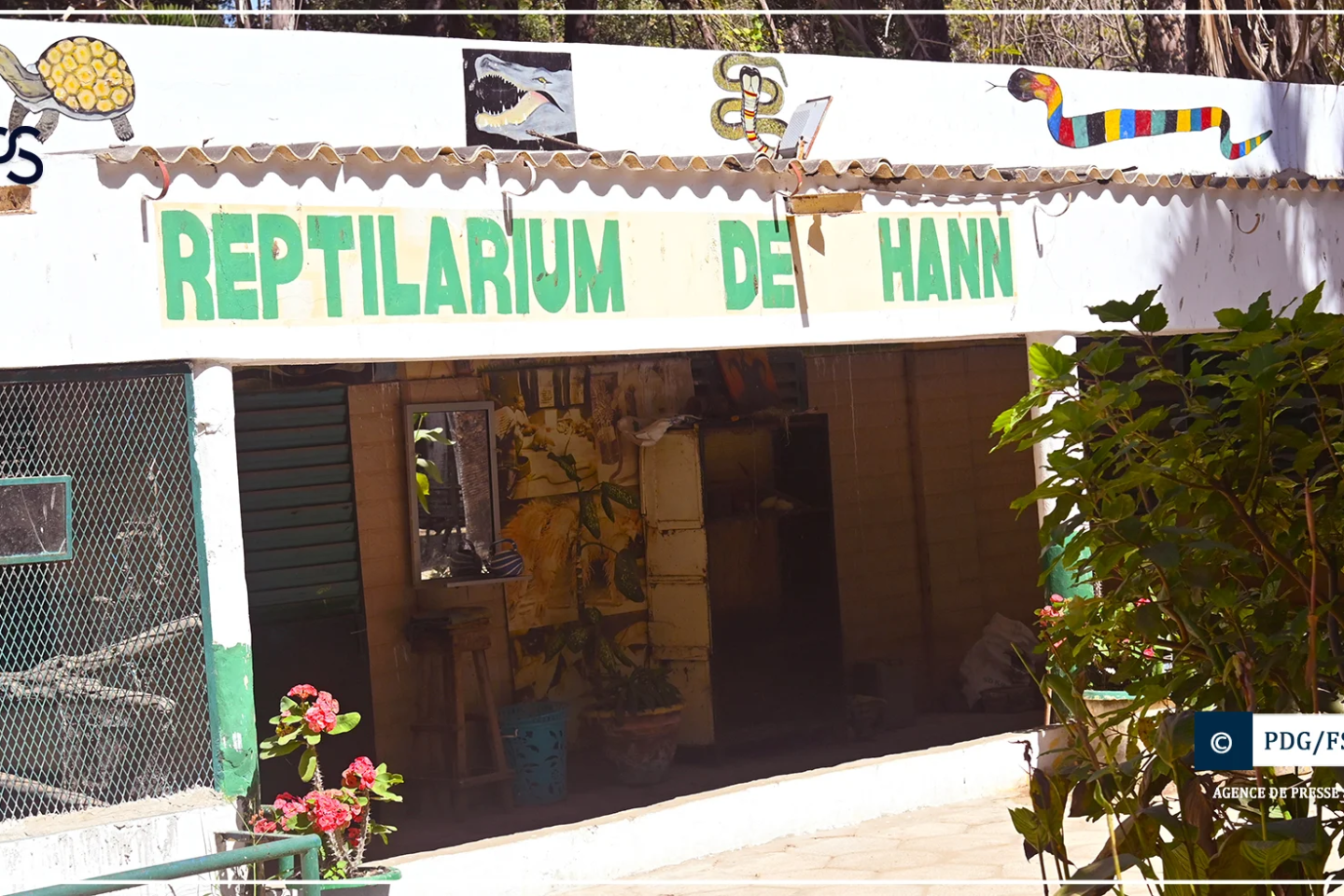 Reptilarium du parc de Hann : un refuge pour les serpents de Dakar, menacés d’extermination