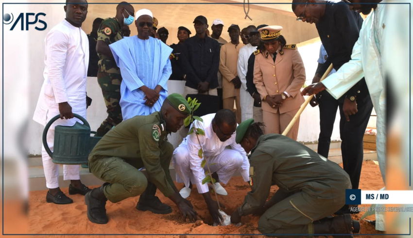 Louga: Ousmane Sonko plante un arbre à la Gouvernance et rend visite aux familles religieuses