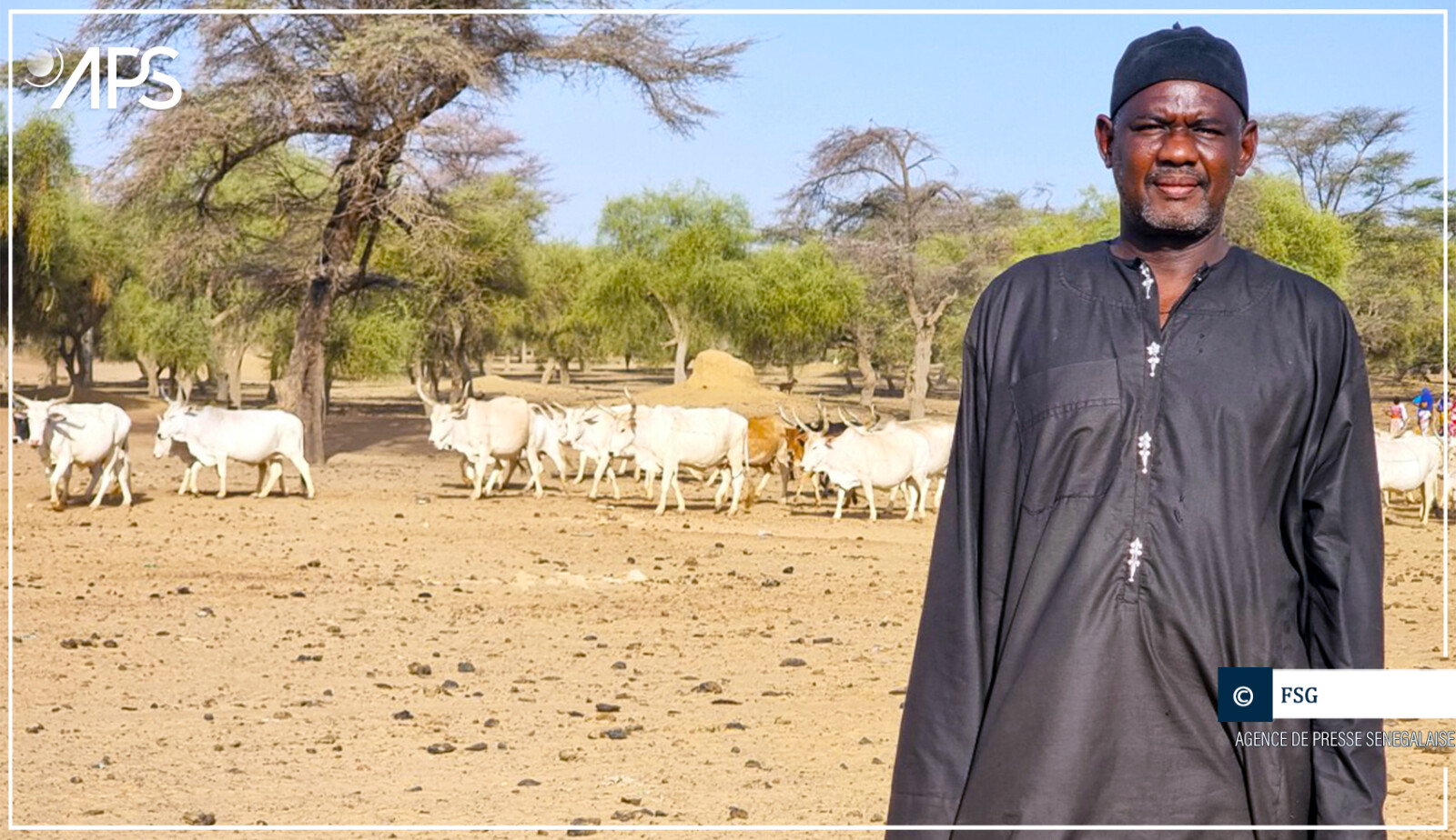 Podor : des éleveurs réclament un programme spécial de sauvegarde du bétail