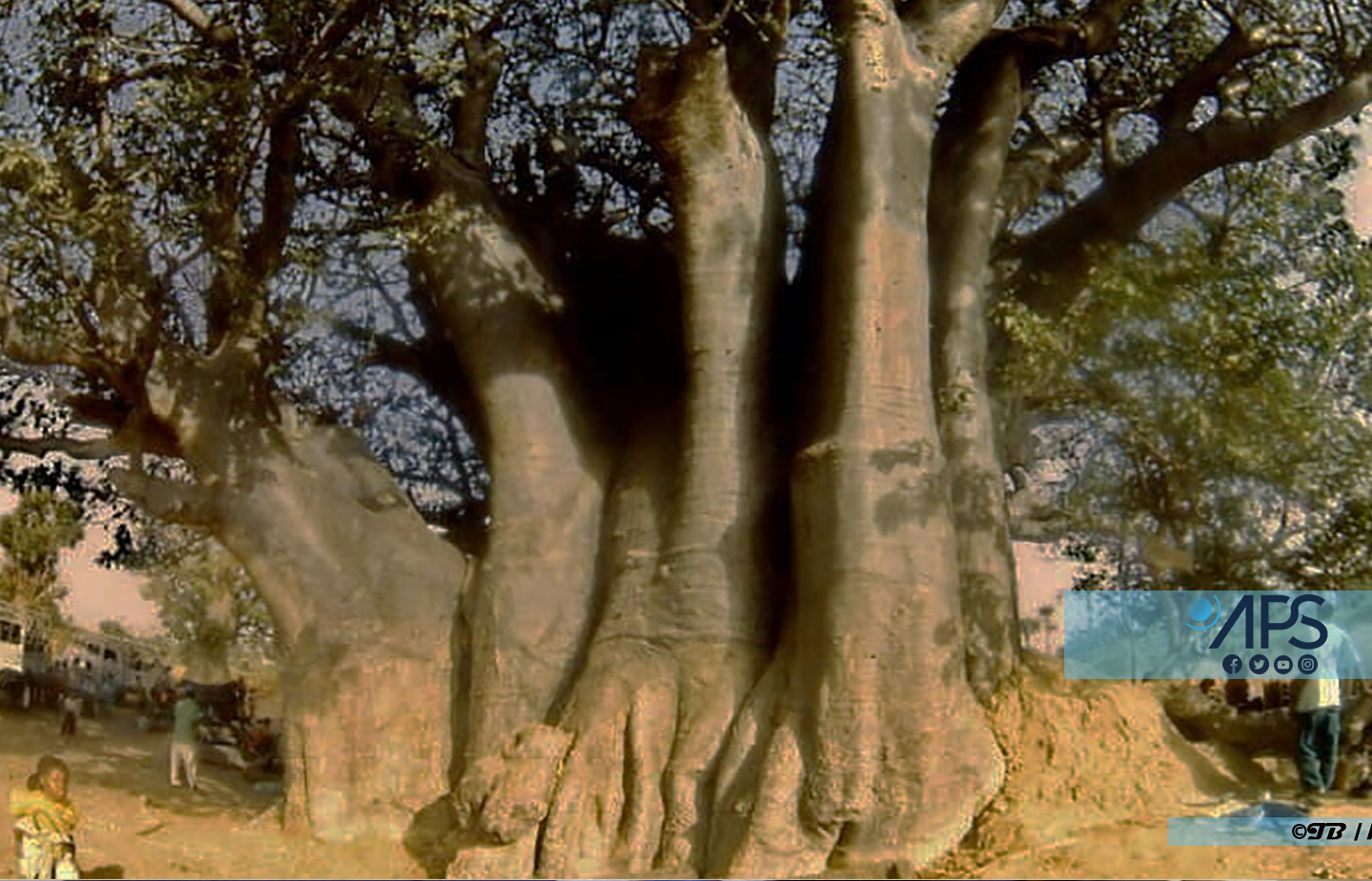 Kolda : un homme meurt en chutant d’un baobab