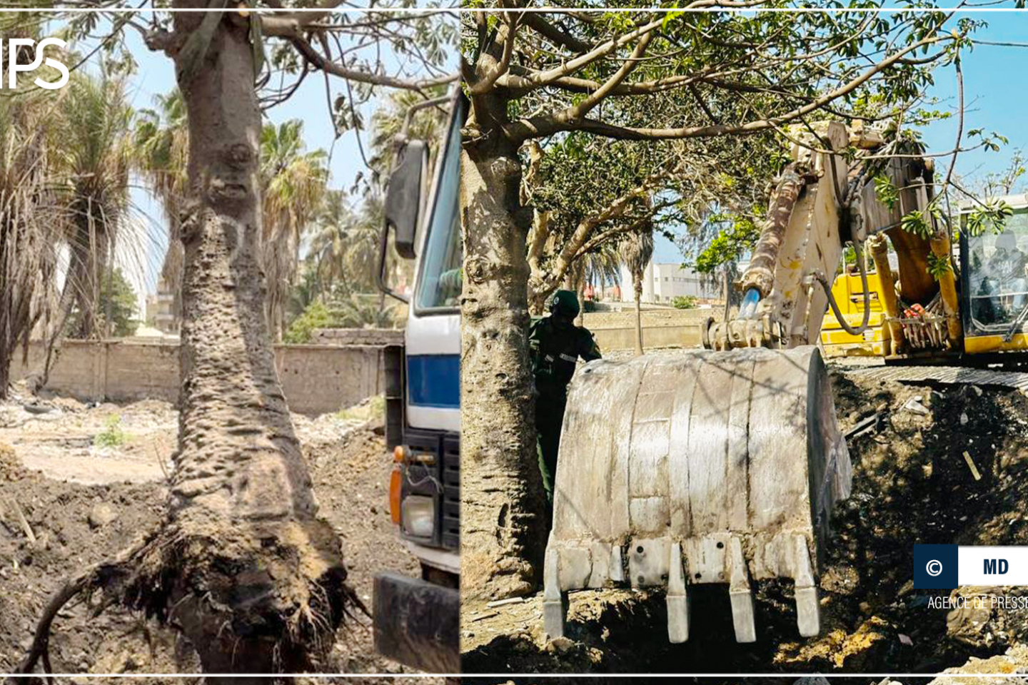 JOJ 2026 : une trentaine de baobabs et de palmiers transplantés autour de l’échangeur de l’émergence  