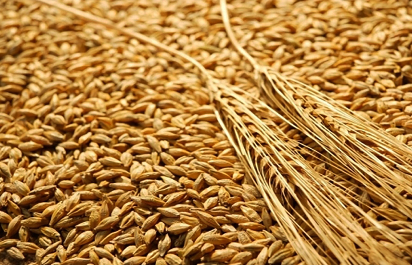 Un atelier sur l’import-substitution du blé par les céréales locales, le 28 avril avril  