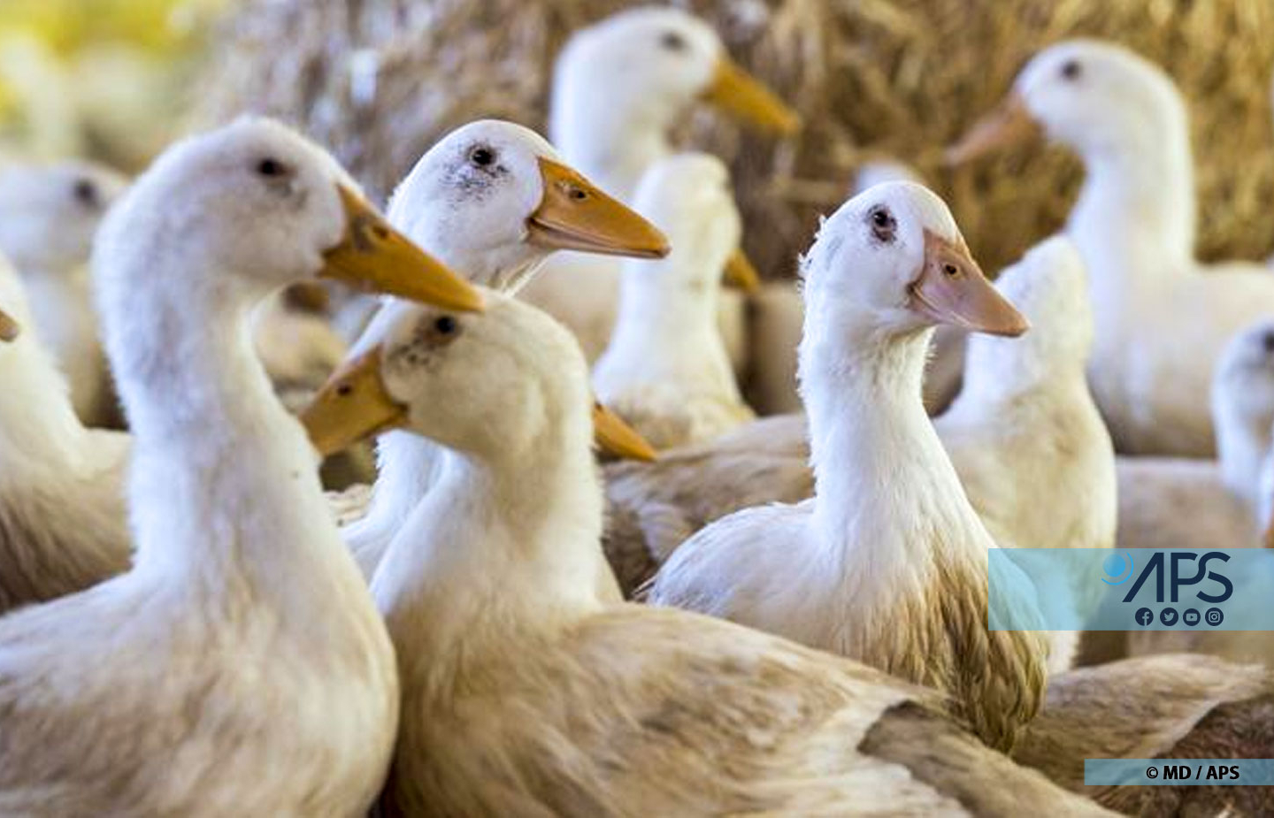 Bignona : une centaine d’oiseaux migrateurs infectés par la grippe aviaire