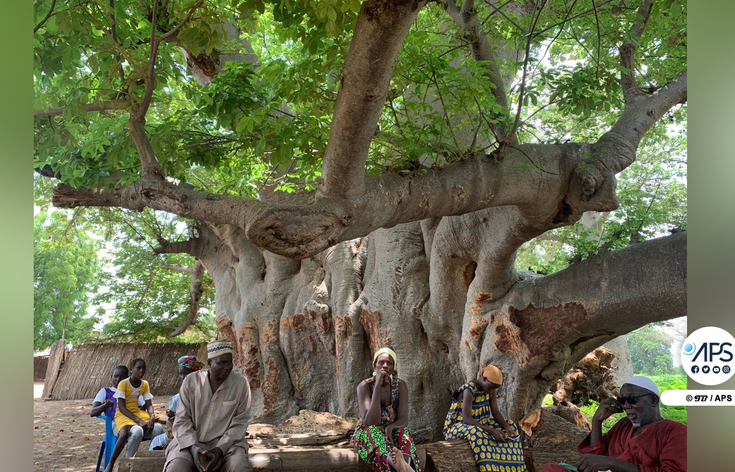 ‘’Ɓakne Ngati’’, le baobab sacré de Ngati