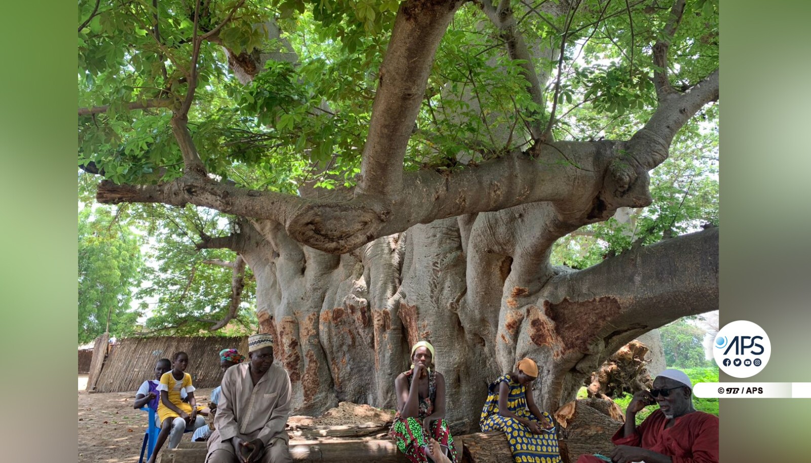 ‘’Ɓakne Ngati’’, le baobab sacré de Ngati