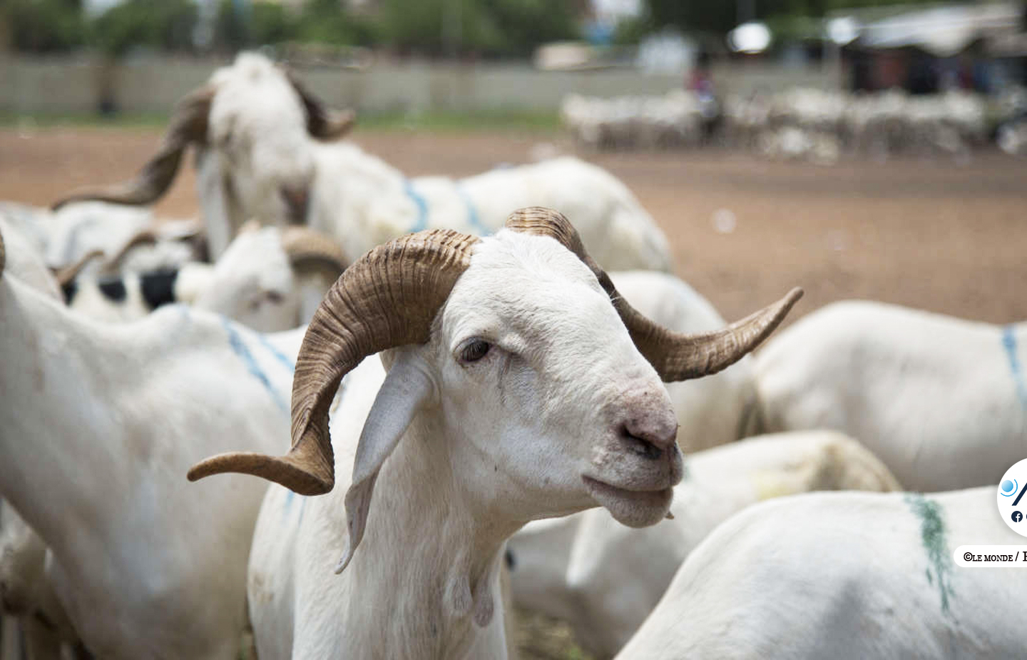 Podor : 8.000 moutons convoyés vers les grands centres de consommation