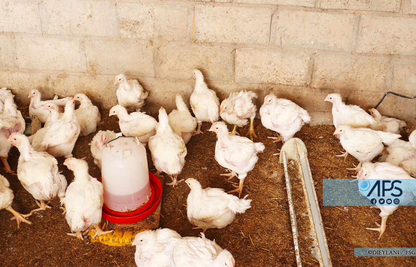 Aïd el-Fitr : sa volaille décimée, Sangalkam craint la rareté du poulet