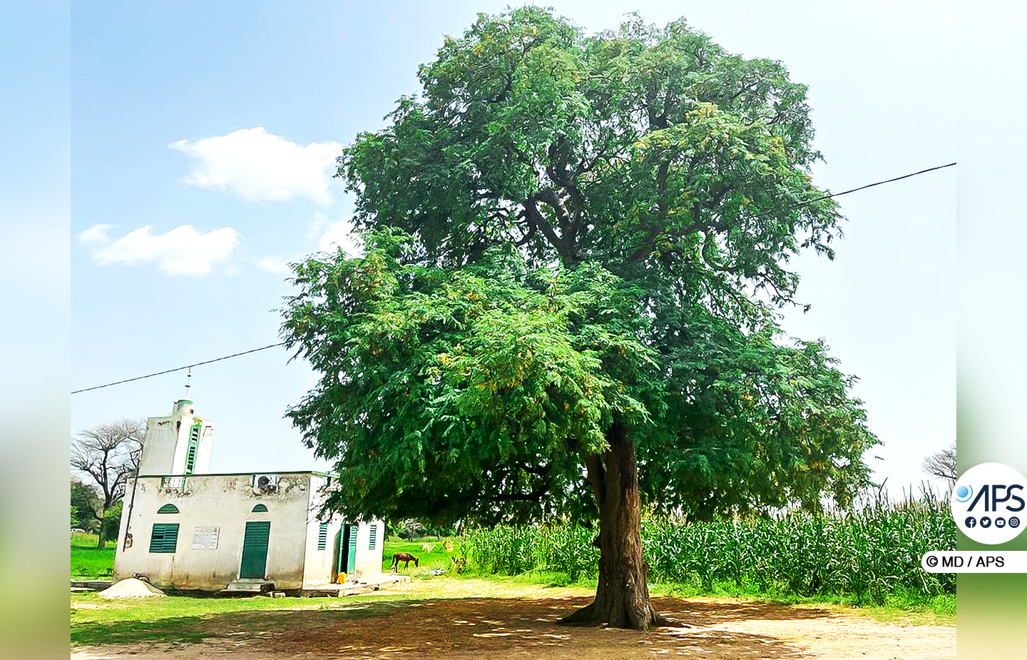 Le tamarinier de Fissel Mbadane : un arbre théâtre d’une bagarre macabre