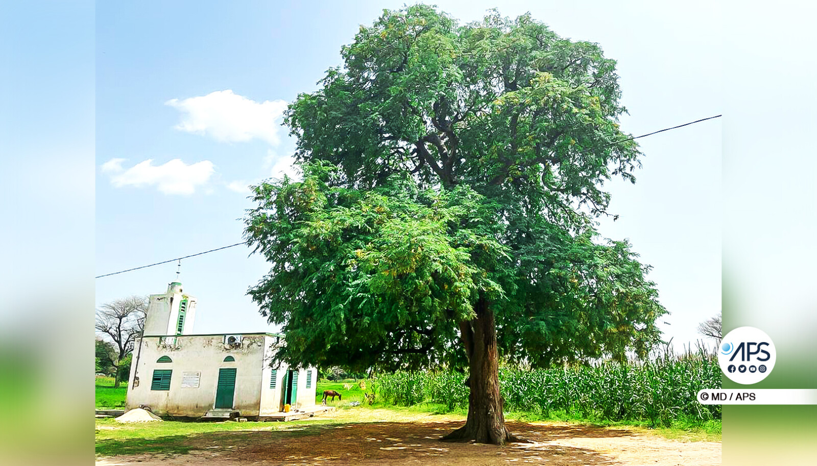 Le tamarinier de Fissel Mbadane : un arbre théâtre d'une bagarre macabre