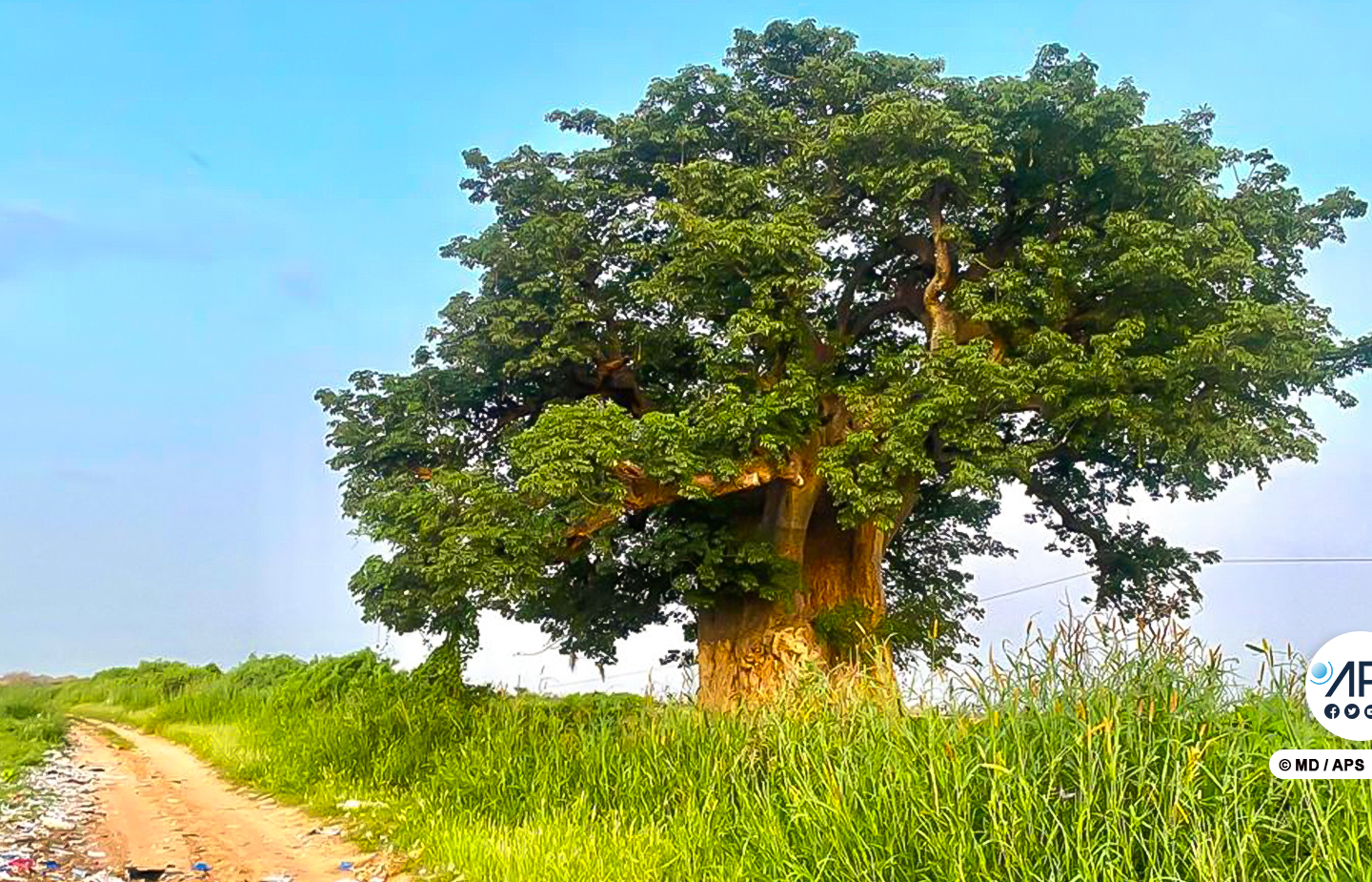 Louga : Mbékheul Peul, un village très célèbre grâce à son baobab