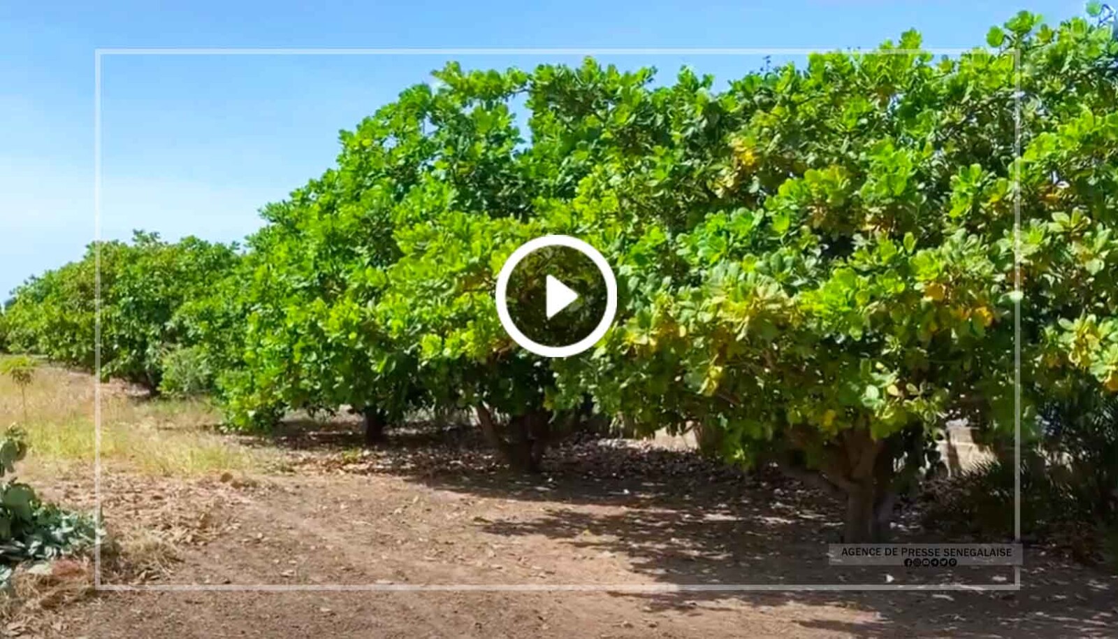 Séssène : un appui financier de 5 millions de francs CFA à l’association Irrigasc pour la création de 10 nouvelles plantations familiales Séssène : un appui financier de 5 millions de francs CFA à l’association Irrigasc pour la création de 10 nouvelles plantations familiales