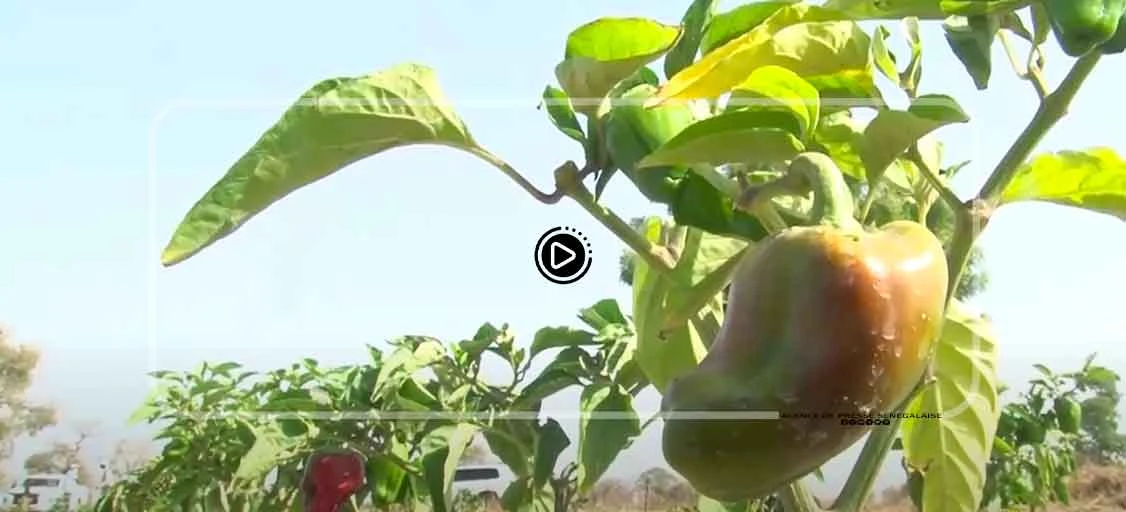 Agriculture : au Sénégal, il reste beaucoup à faire pour maîtriser l’eau et les aléas climatiques