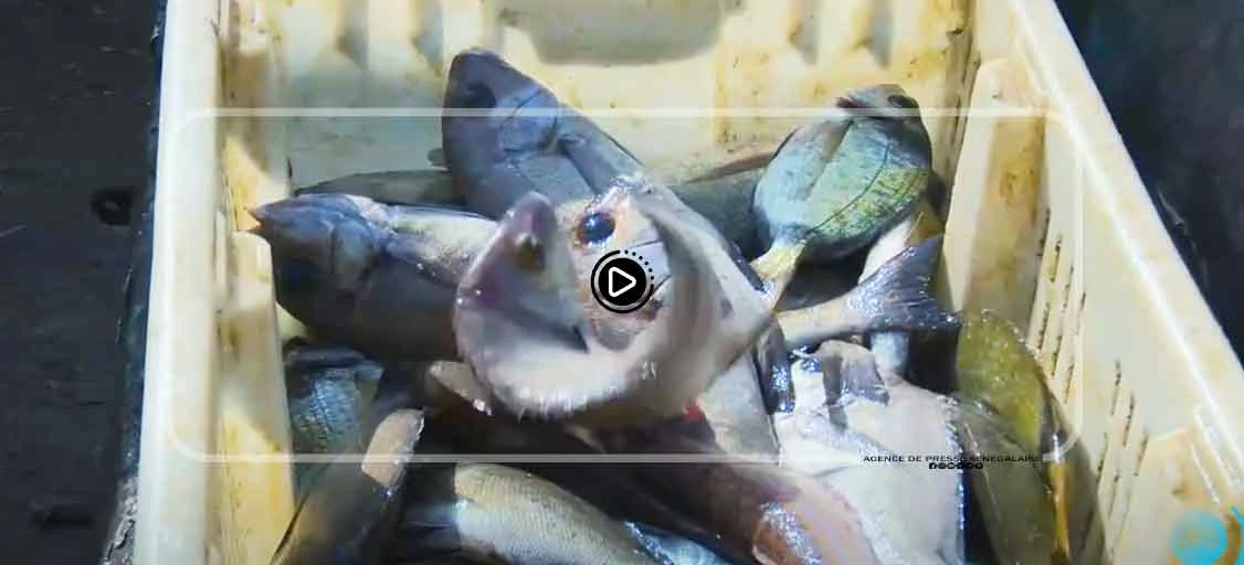Ramadan : cherté du prix de la viande et du poisson