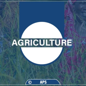 Diourbel : des rendements importants attendus, une hausse du prix de l'arachide espérée