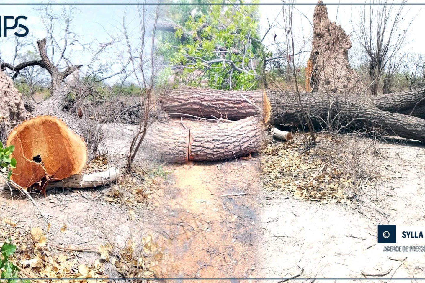 À Tambacounda, le réveil citoyen contre la coupe illicite de bois