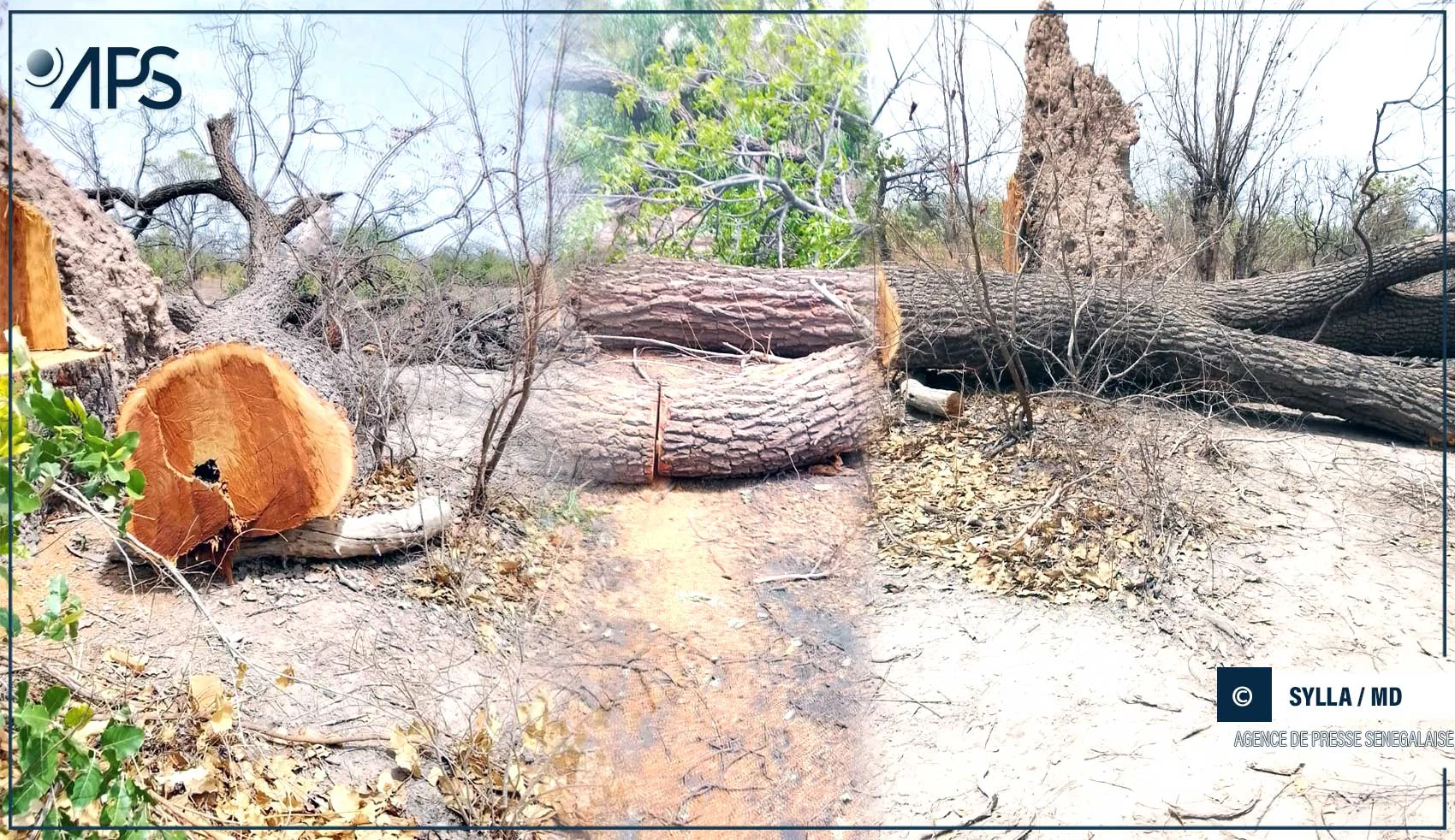 À Tambacounda, le réveil citoyen contre la coupe illicite de bois