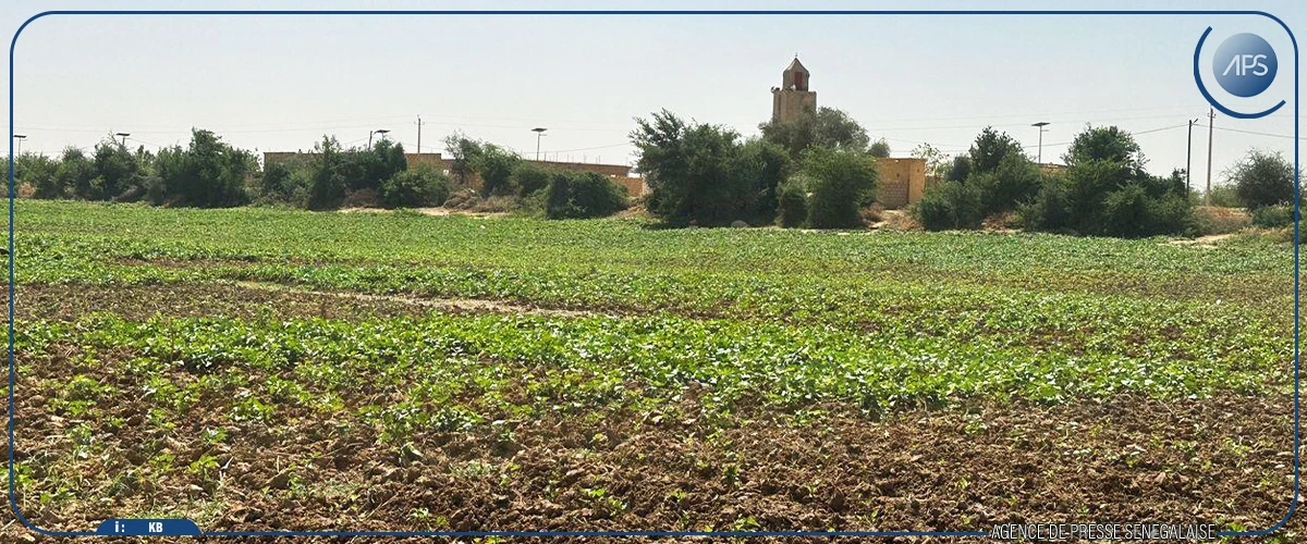 A “Bakka Pall”, l’activité des productrices de patates plombée par les eaux usées