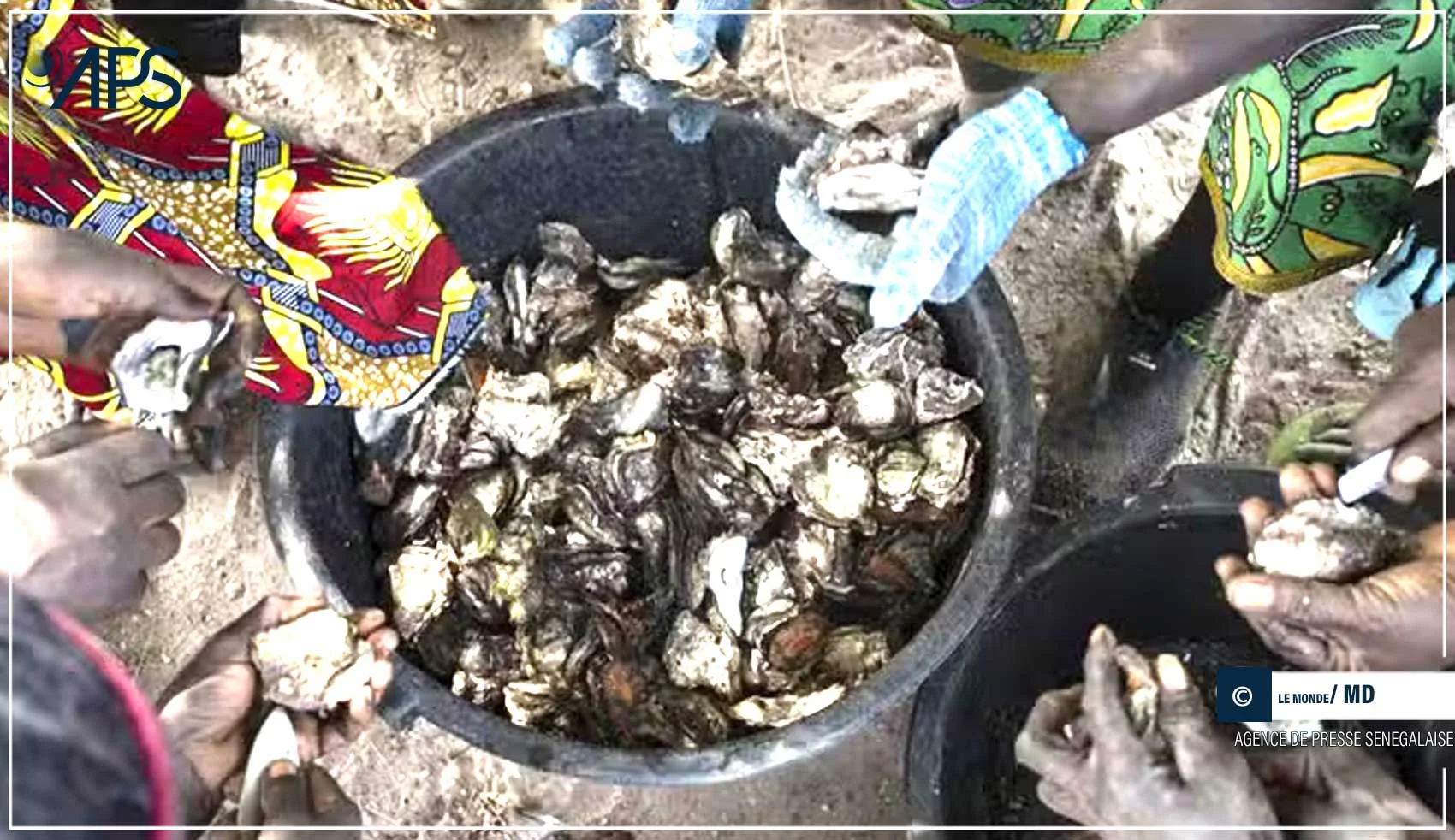 Une production de seize tonnes d'huîtres prévue sur une unité pilote de Nemabah