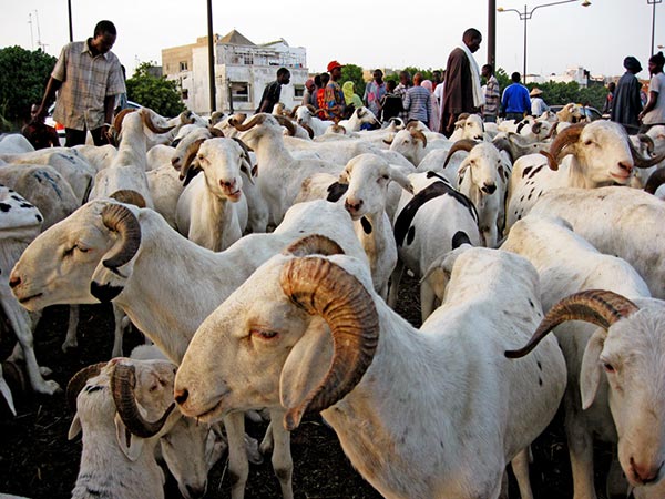 Pikine : près de 100.000 moutons transitent par le parc des petits ruminants en période de Tabaski (responsable)