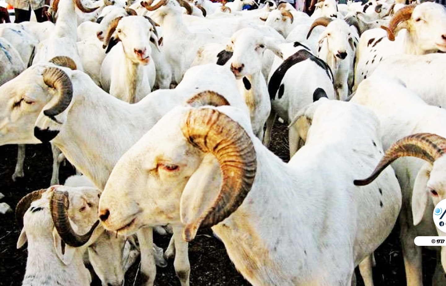 Tabaski 2023 : le gouvernement table sur 810 000 têtes de moutons