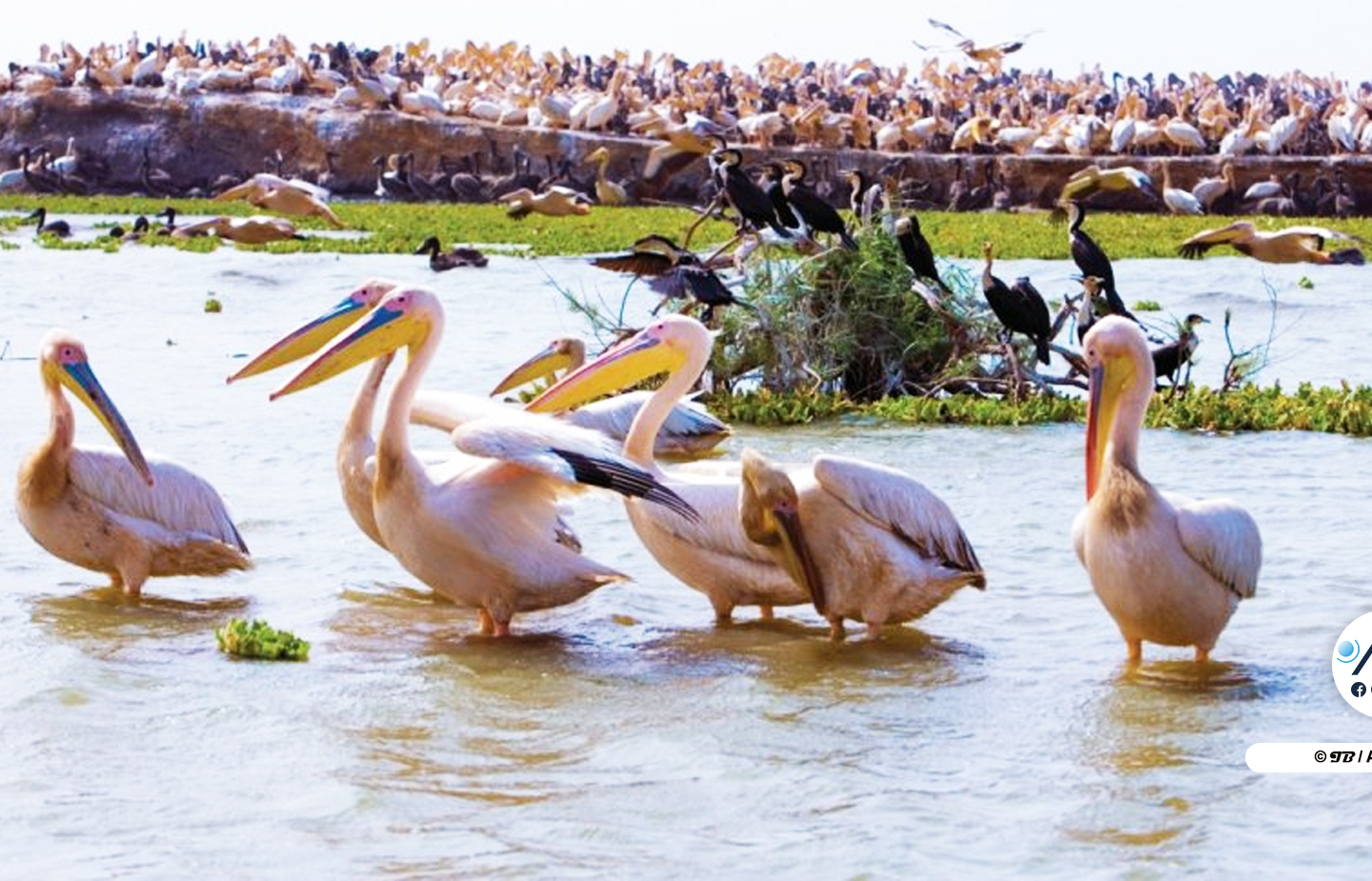 Le Parc national de Djoudj concentre 71% des effectifs d’oiseaux d’eau (rapport)