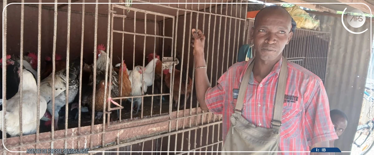 ”Poulets du pays”: à Tivaouane, la clientèle se fait encore désirer à l’approche de la Korité