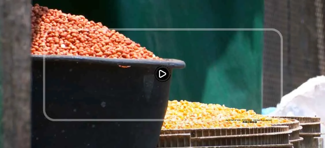 Pâques : le ”Ngalax” résiste bien à la conjoncture économique