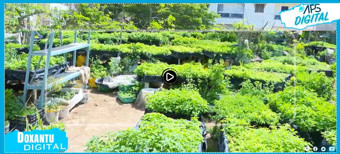 Micro-jardinage, une option pour un développement durable