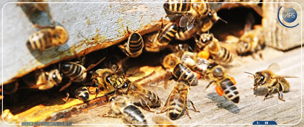 Des abeilles envahissent le village de Boulel Ndoucoumane 