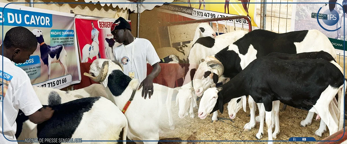 Richard-Toll : lancement de la première édition de la foire animale