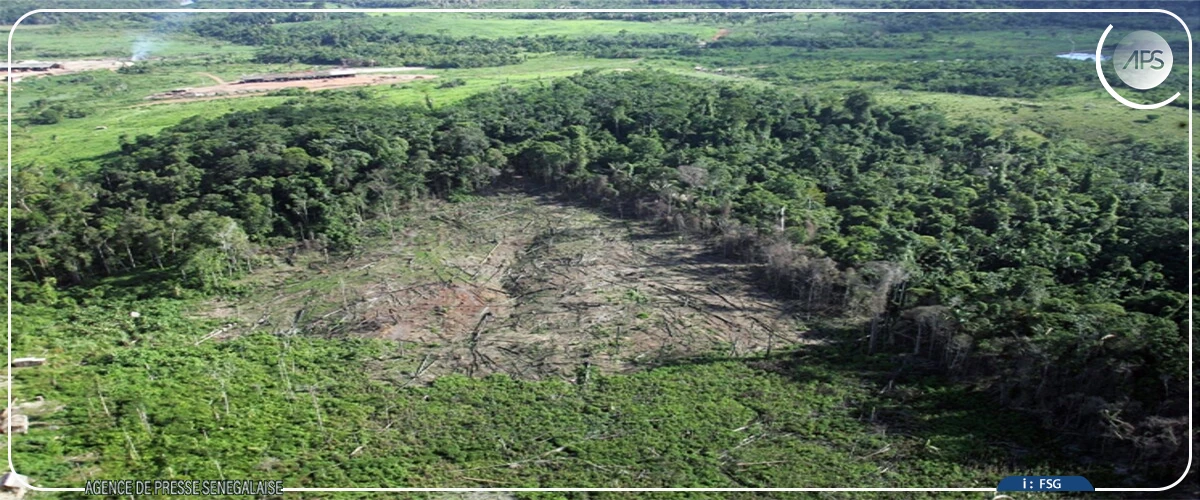 Carbone : baisse de près de 46% du potentiel d’absorption des forêts sénégalaises en dix-huit ans (étude)
