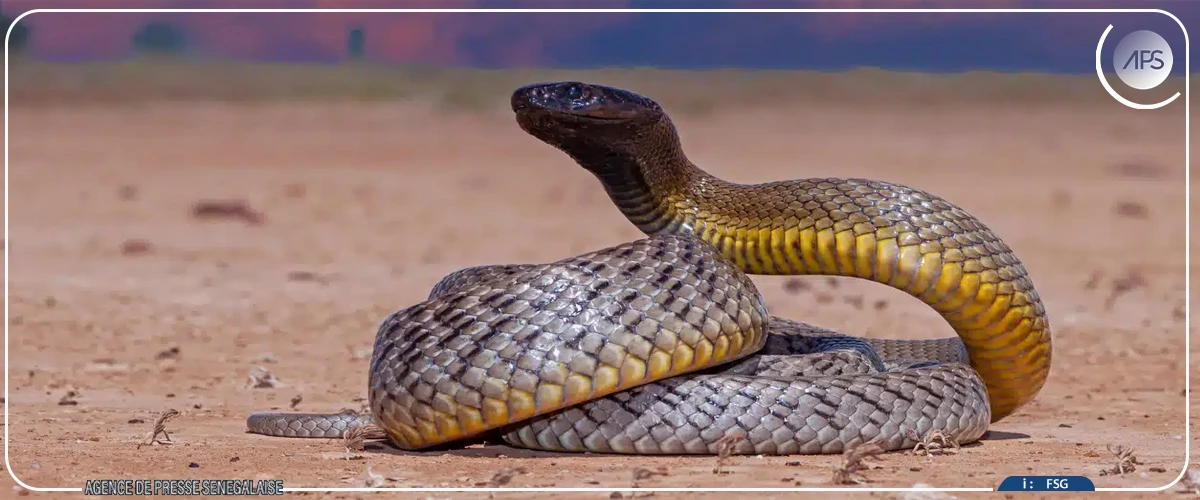 Bélé : deux enfants meurent des morsures d’un serpent
