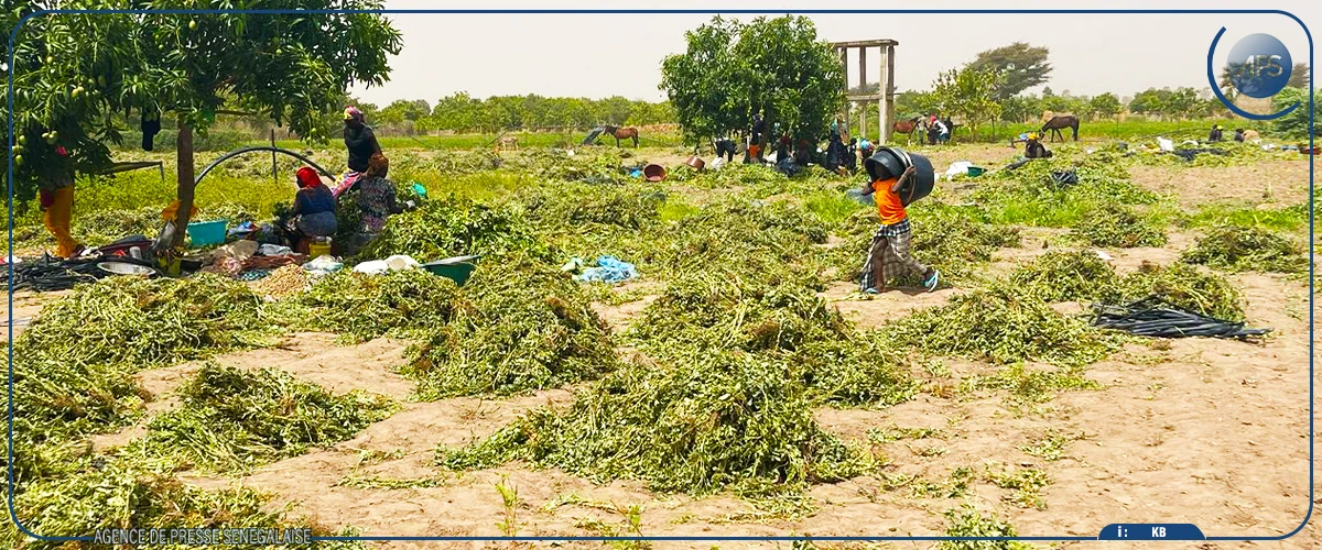 L’agriculture, une activité permanente à Diagane Barka grâce au système de micro-irrigation