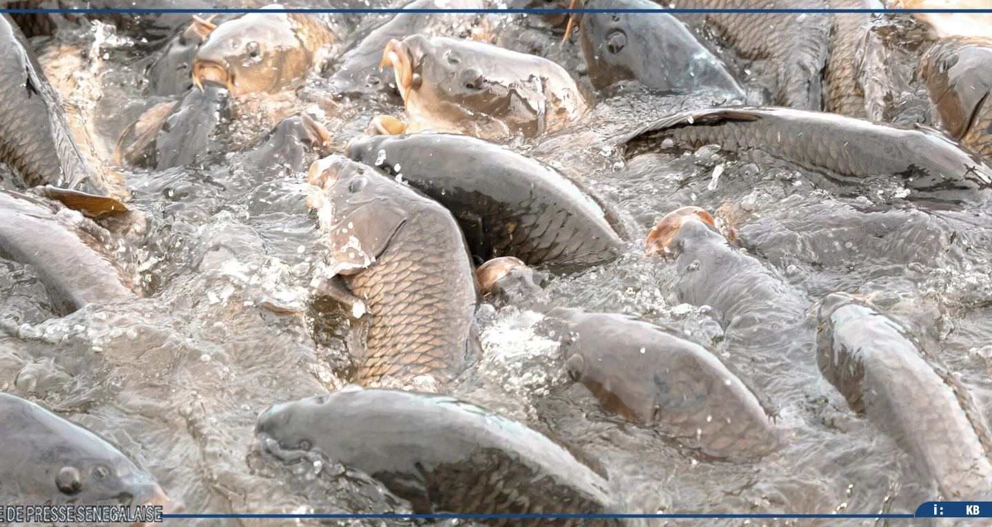 Un salon de la pêche et de l’aquaculture pour le développement durable du secteur