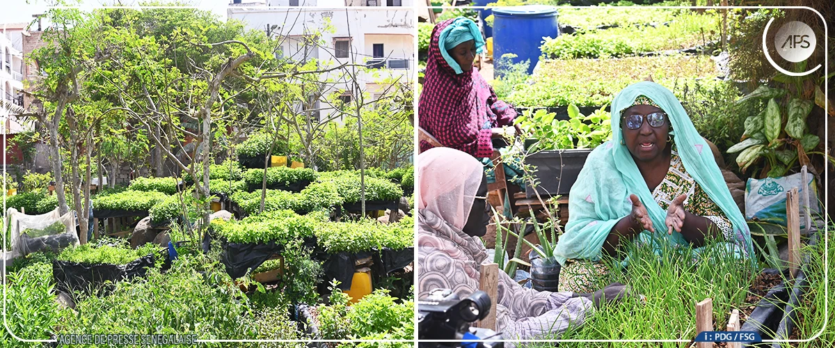 Micro jardinage bio à Dakar, des pionnières perpétuent une pratique agricole aux multiples défis