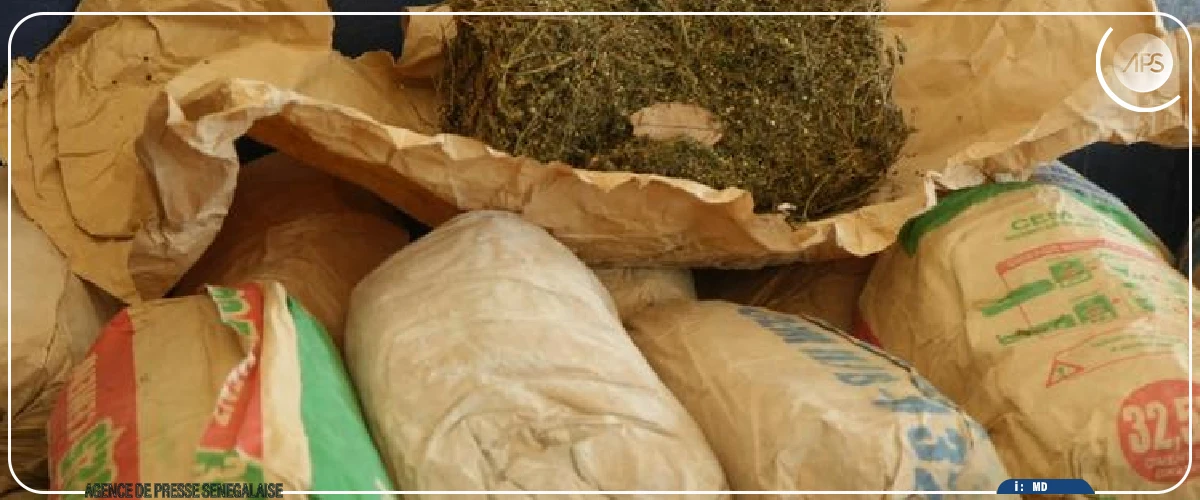 Ziguinchor : saisie de six kilogrammes de chanvre indien, quatre individus interpellés