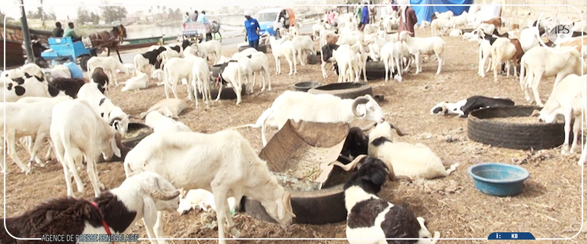 Tabaski 2025 : à Dakar, vendeurs de moutons et acheteurs espèrent s’en tirer à bon compte