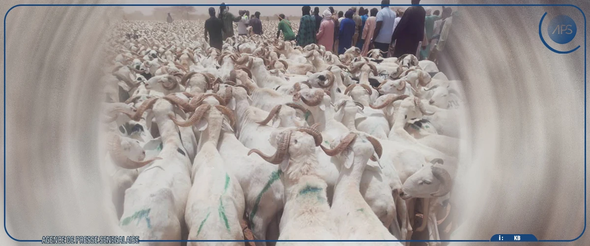 Podor : 80. 000 moutons ont traversé le poste frontalier de Médina Ndiathbé (officiel)