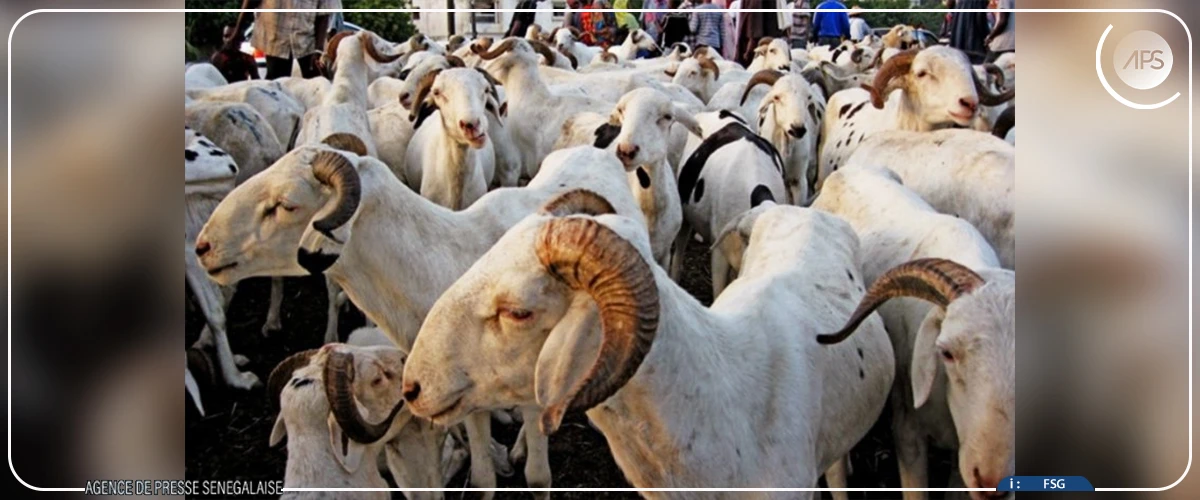 Matam : les besoins en moutons estimés entre 40 000 et 50 000 têtes