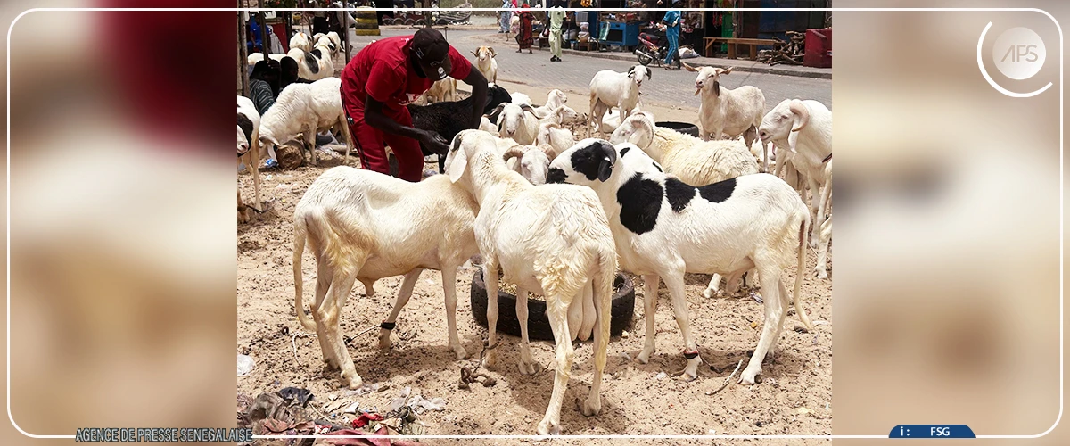 A Saint-Louis, les moutons sont en attente d’acheteurs