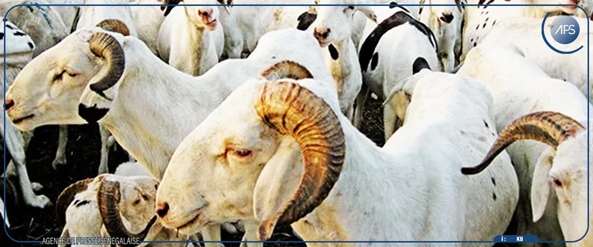 Tabaski : 13 481 moutons recensés dans le département de Dagana (service de l’élevage)