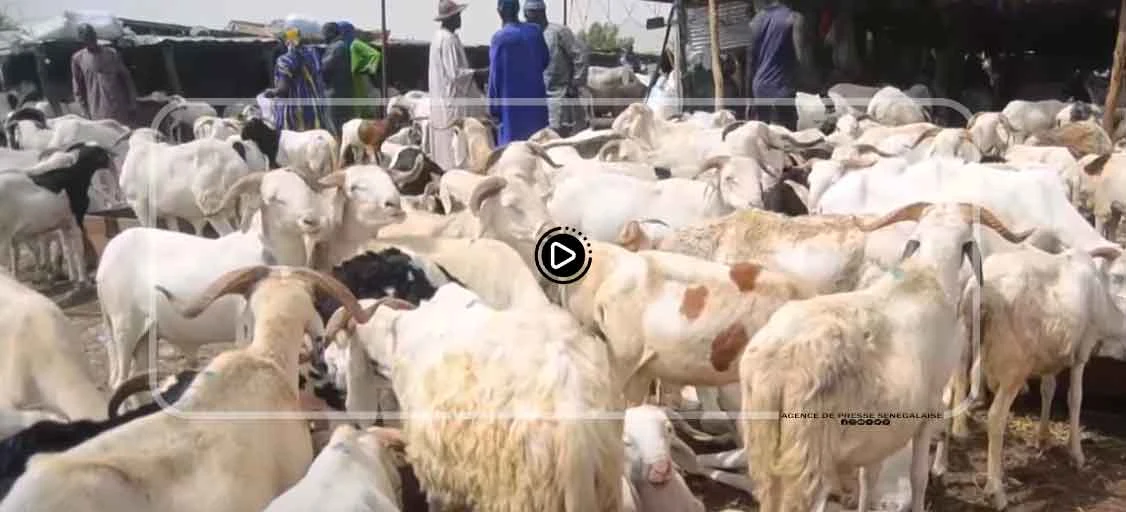Touba : Le forail de Ndindy bien approvisionné en moutons