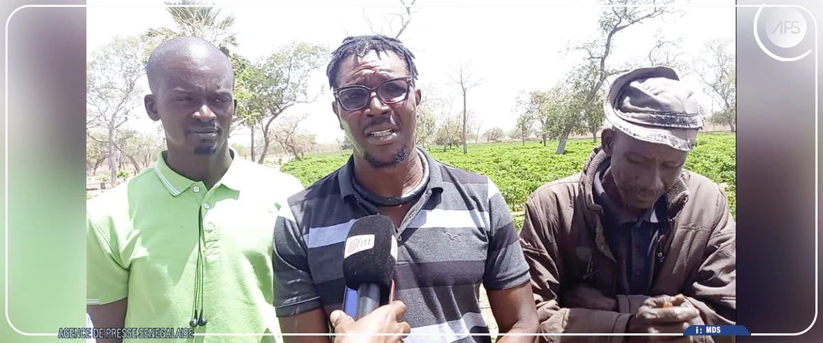 Kolda: sur les traces d’un jeune dakarois devenu producteur de piment à Sinthiang Djiby