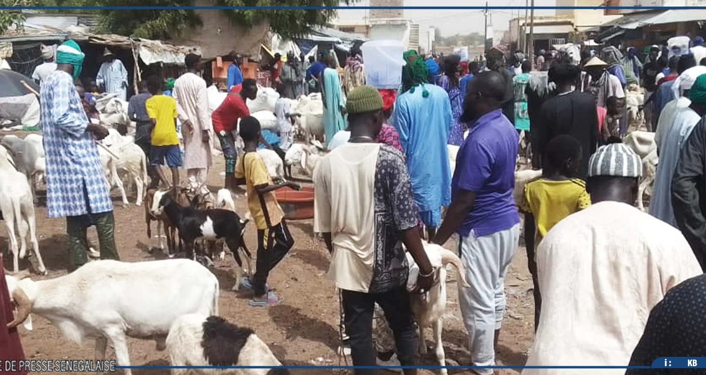 Touba : le foirail de Ndindy bien approvisionné en moutons