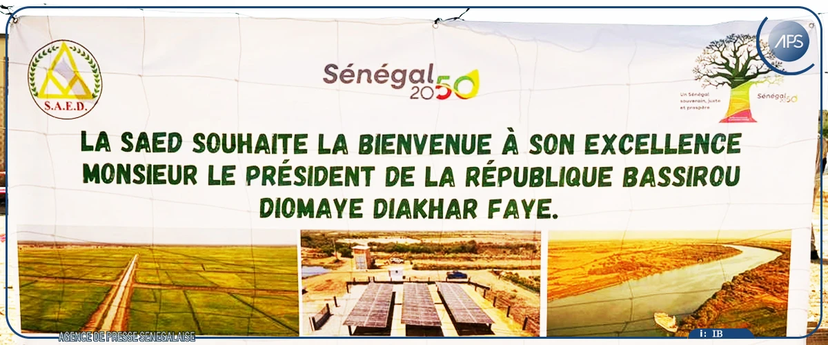 Podor : Bassirou Diomaye Faye lance la campagne de récolte du riz à Saré Walo Pendao